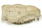 Fossil Oreodont (Merycoidodon) Partial Upper Skull - Nebraska #270064-1